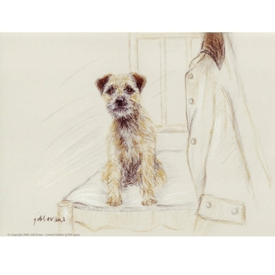 Border Terrier By: Gill Evans, Matted