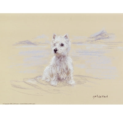 West Highland Sitting By: Gill Evans, Matted