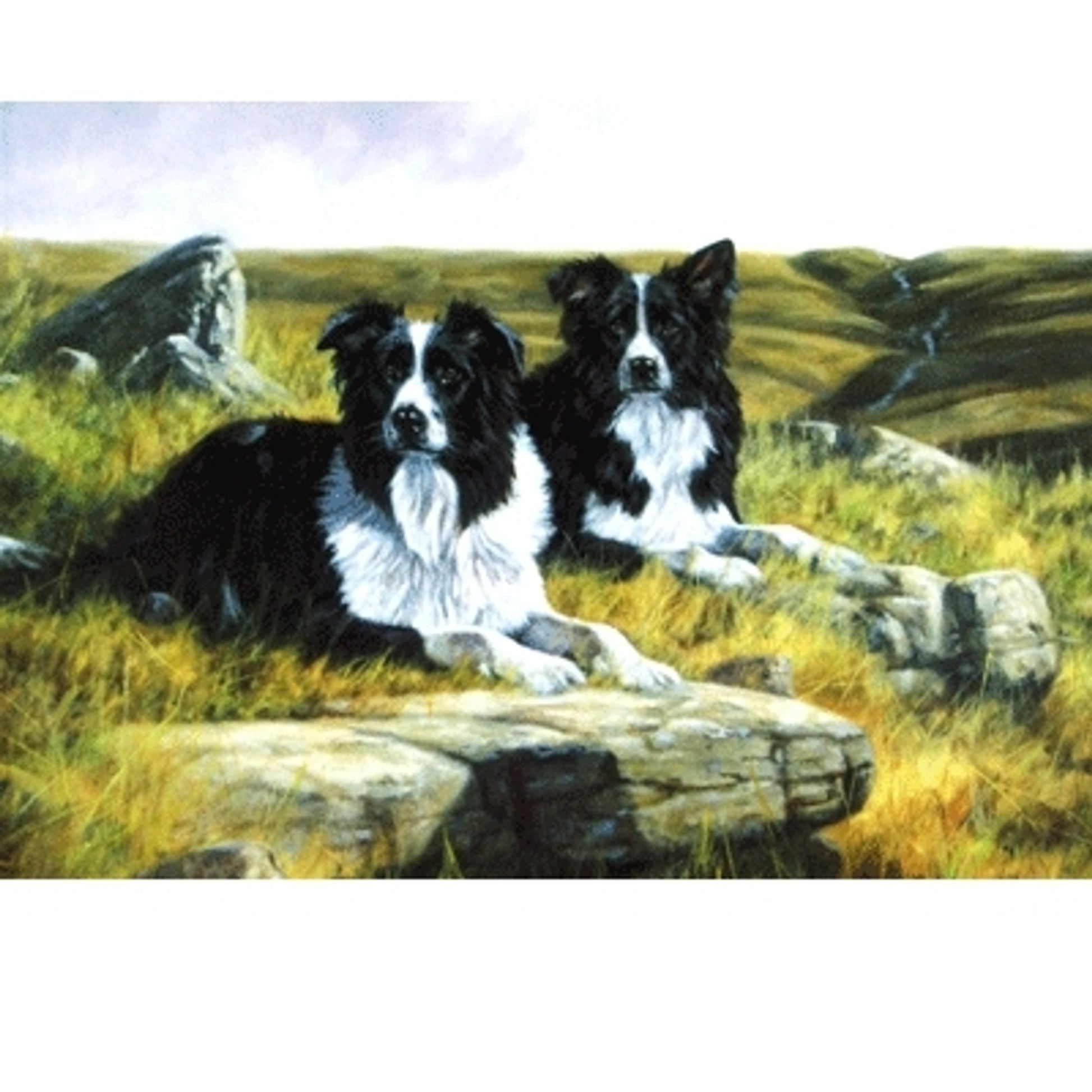 Waiting for the Whistle (Border Collie) Blank Greeting Cards - 6 Pack