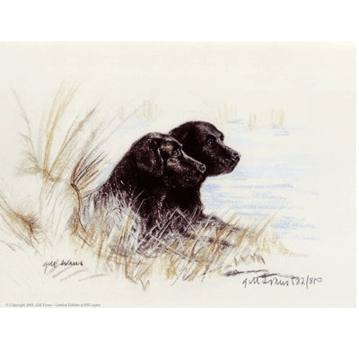 Black Labradors By: Gill Evans, Matted