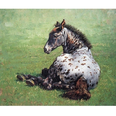Appaloosa Foal