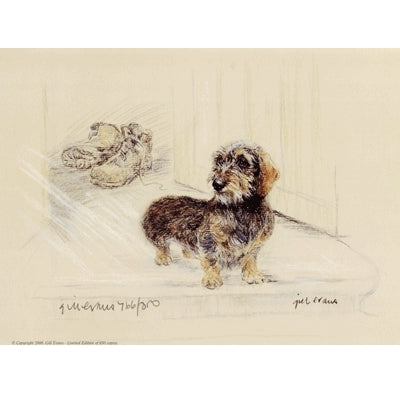 Wire Haired Dachshund By: Gill Evans, Matted