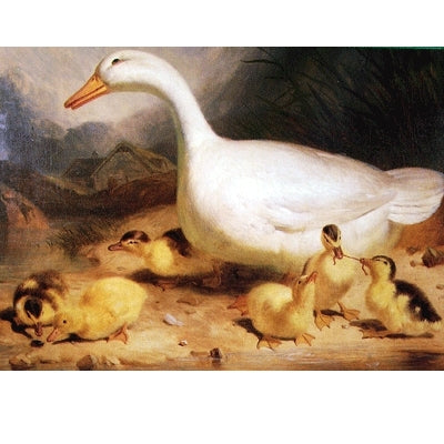 Duck and Ducklings Blank Greeting Cards - 6 Pack
