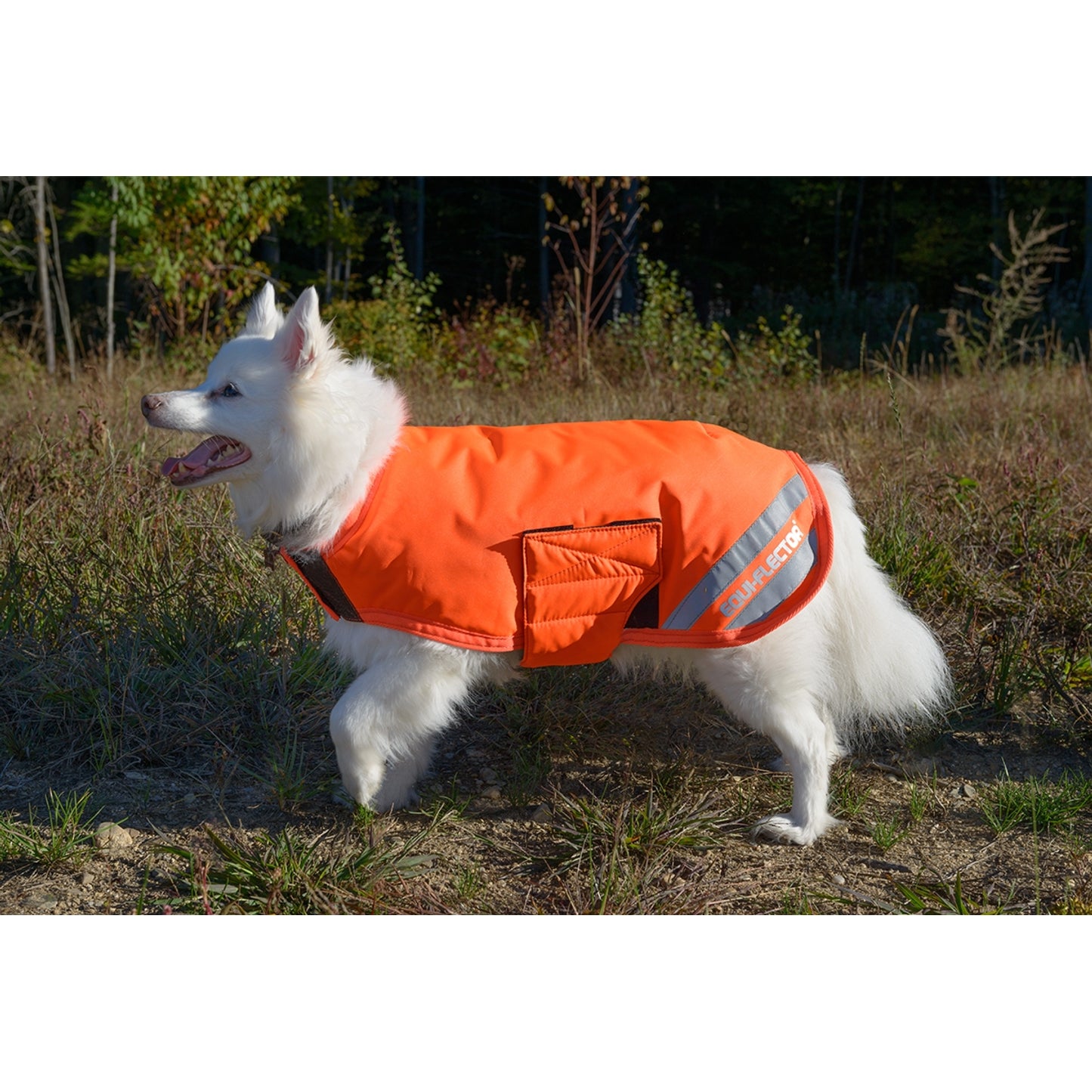 5-583983-orangesmall.jpg