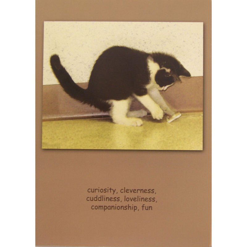 Sympathy (Cat) Curiosity, Cleverness.... Blank Greeting Cards - 6 Pack
