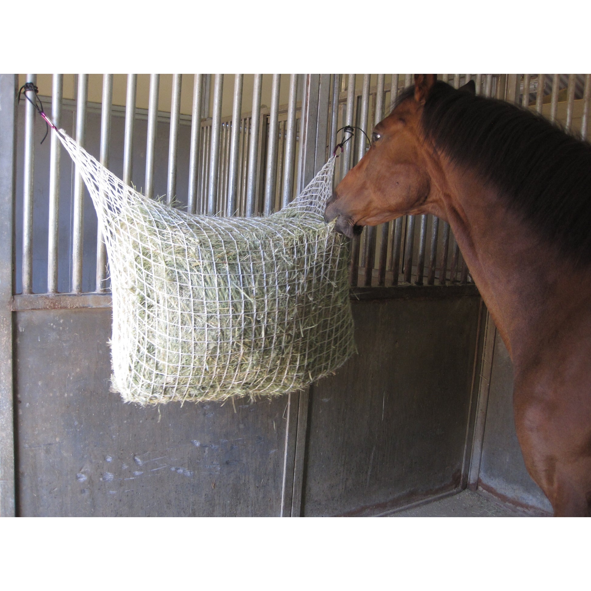 Freedom Feeder Extended Day Feeding Net/2 String Bale