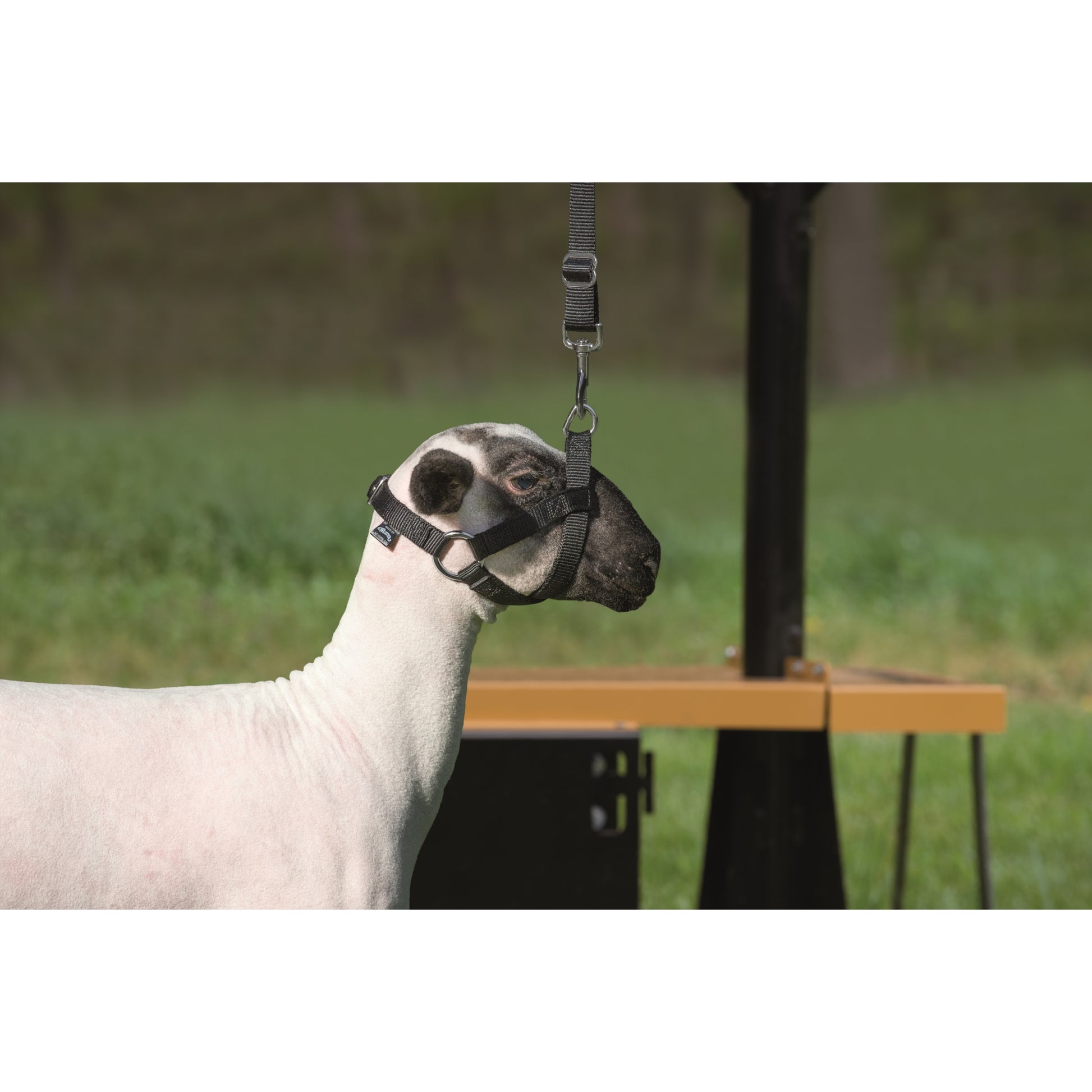 Weaver Leather Nylon Walking Halter