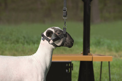 Weaver Leather Nylon Walking Halter