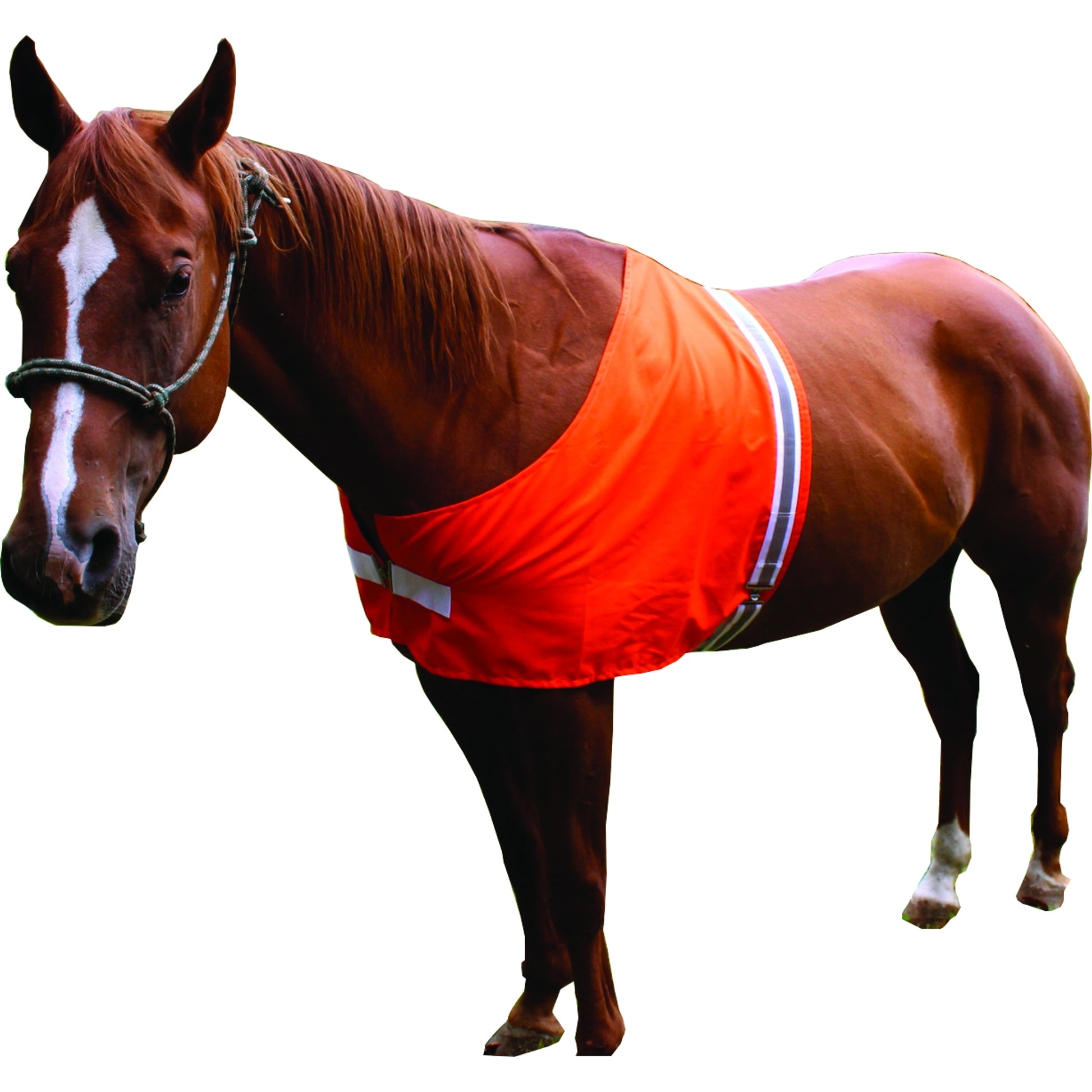 DOG NOT GONE Safety Horse Vest