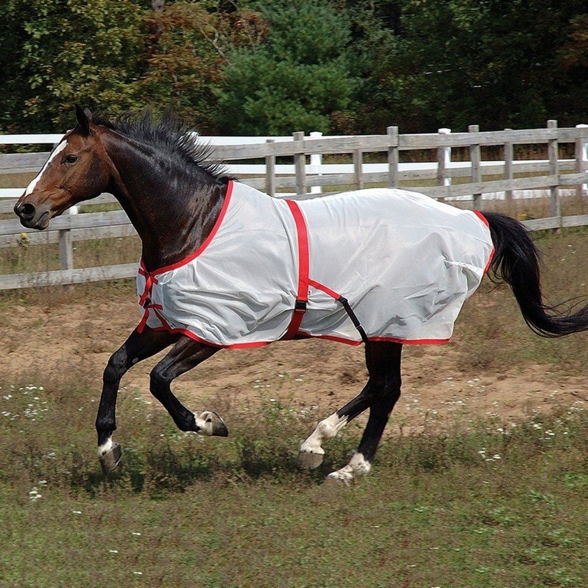 Saratoga Horseworks Summer Turnout