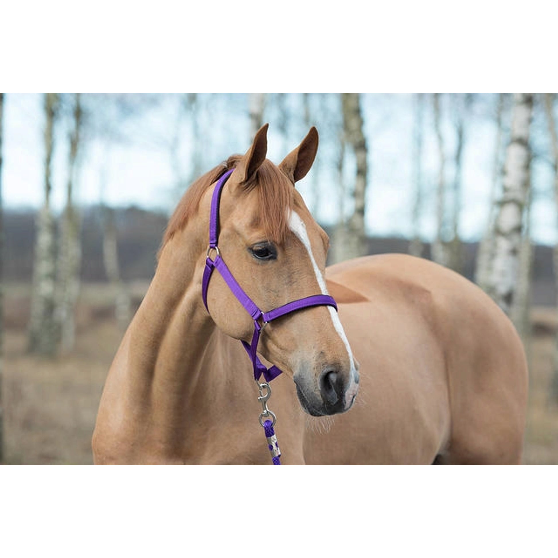 Horze Halter with Lining