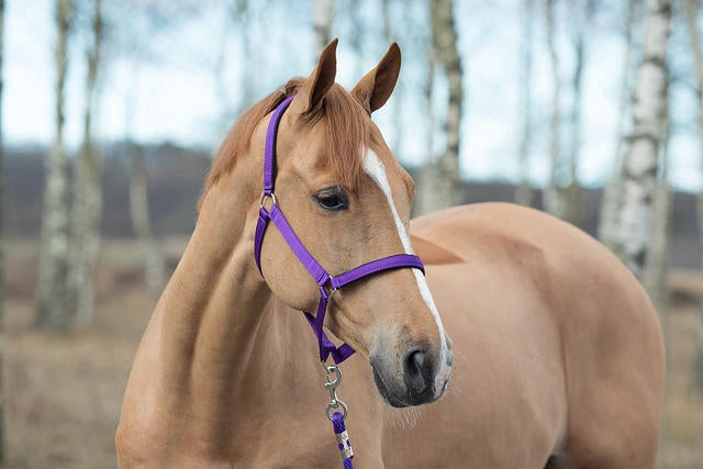 Horze Halter with Lining