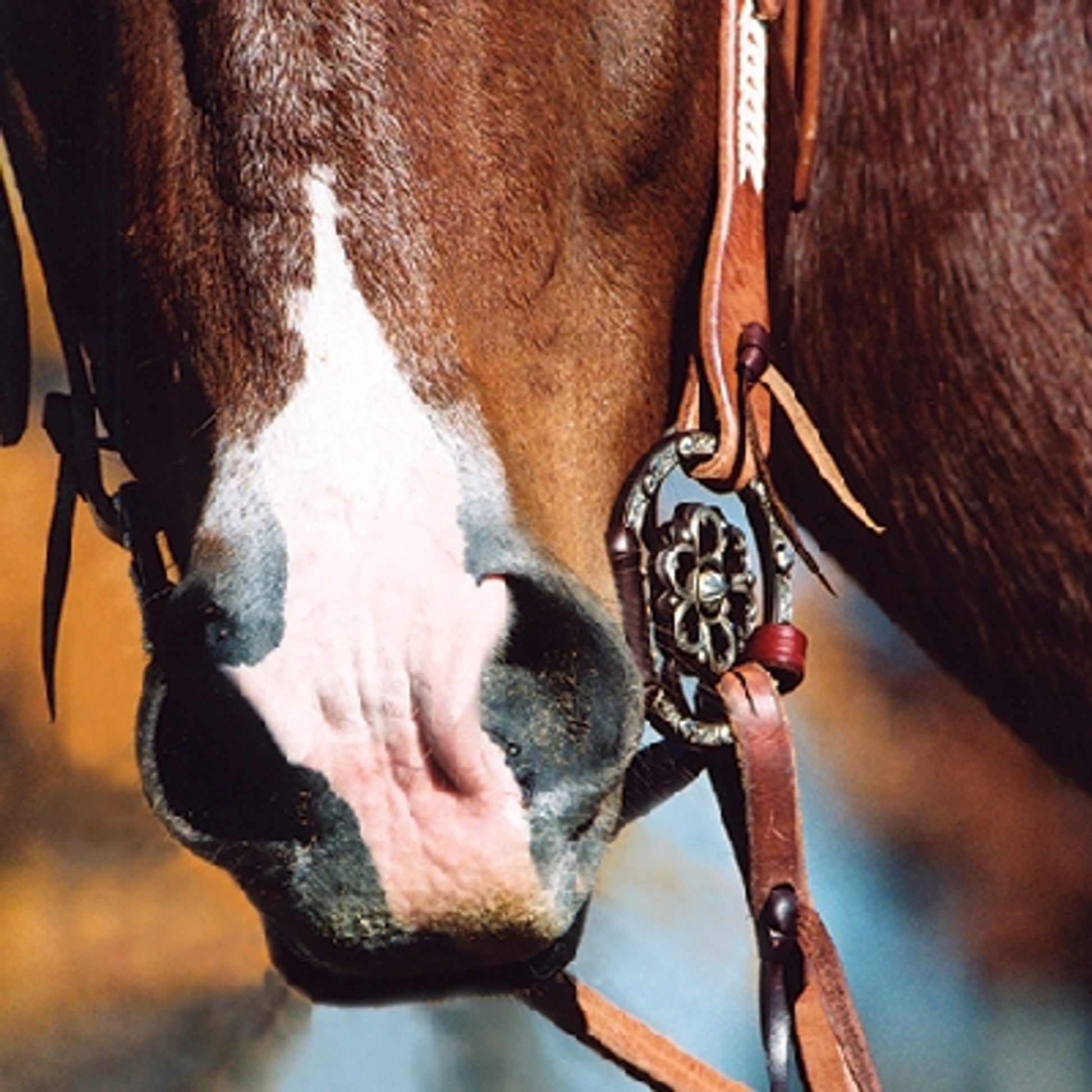 Classic Equine Clover Center Dee Ring Snaffle