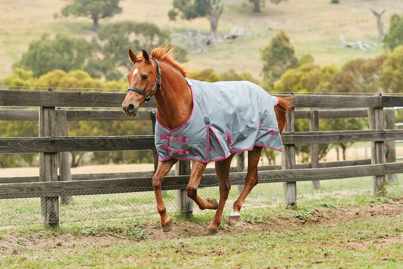 Saxon 1200D Standard Neck Heavy Turnout Blanket With Gusset ll