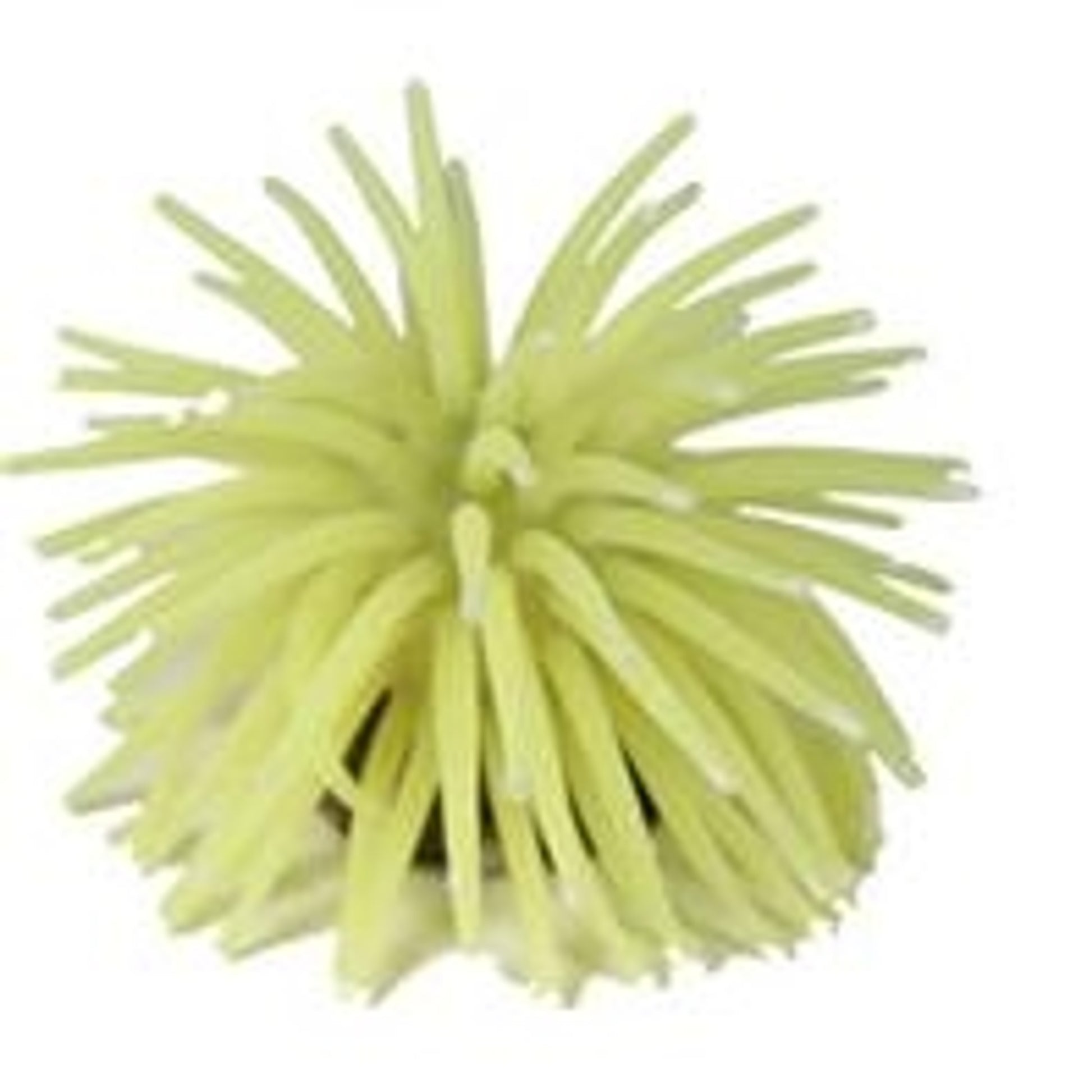Sea Anenome