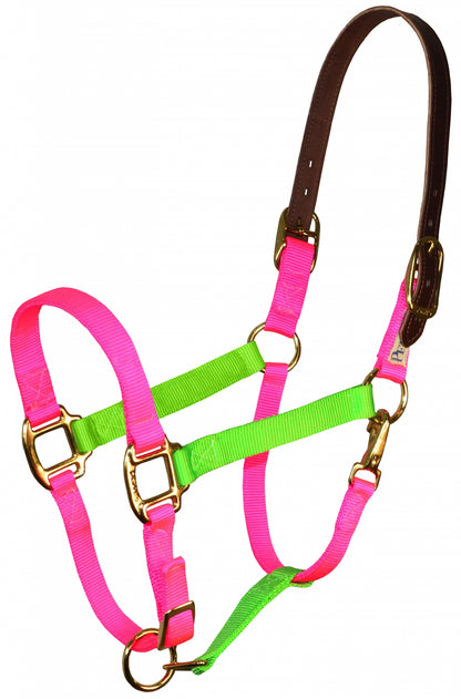 Perri's Color Vision Halter