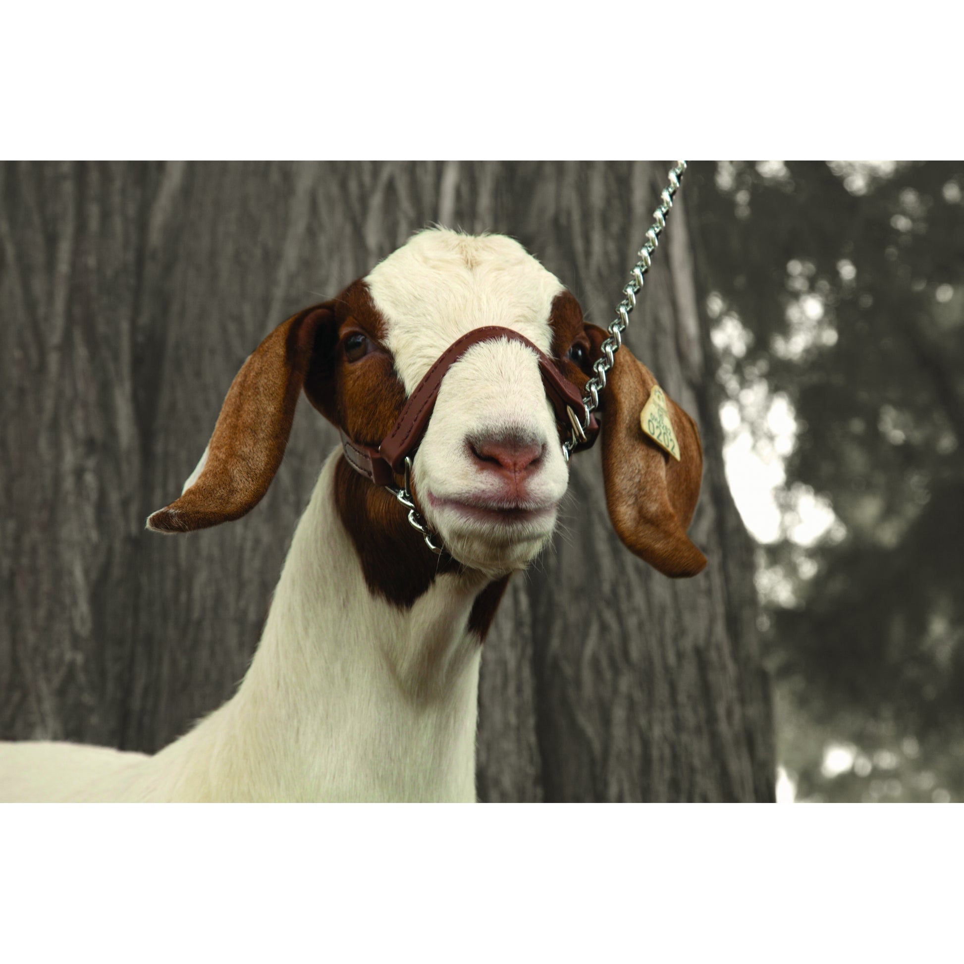 5-876948-goatprofile.jpg