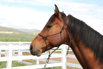 Colorado Saddlery Trail Knotted Halter