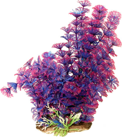 Poppy Pet Bushy Ambuila Aquarium Plant