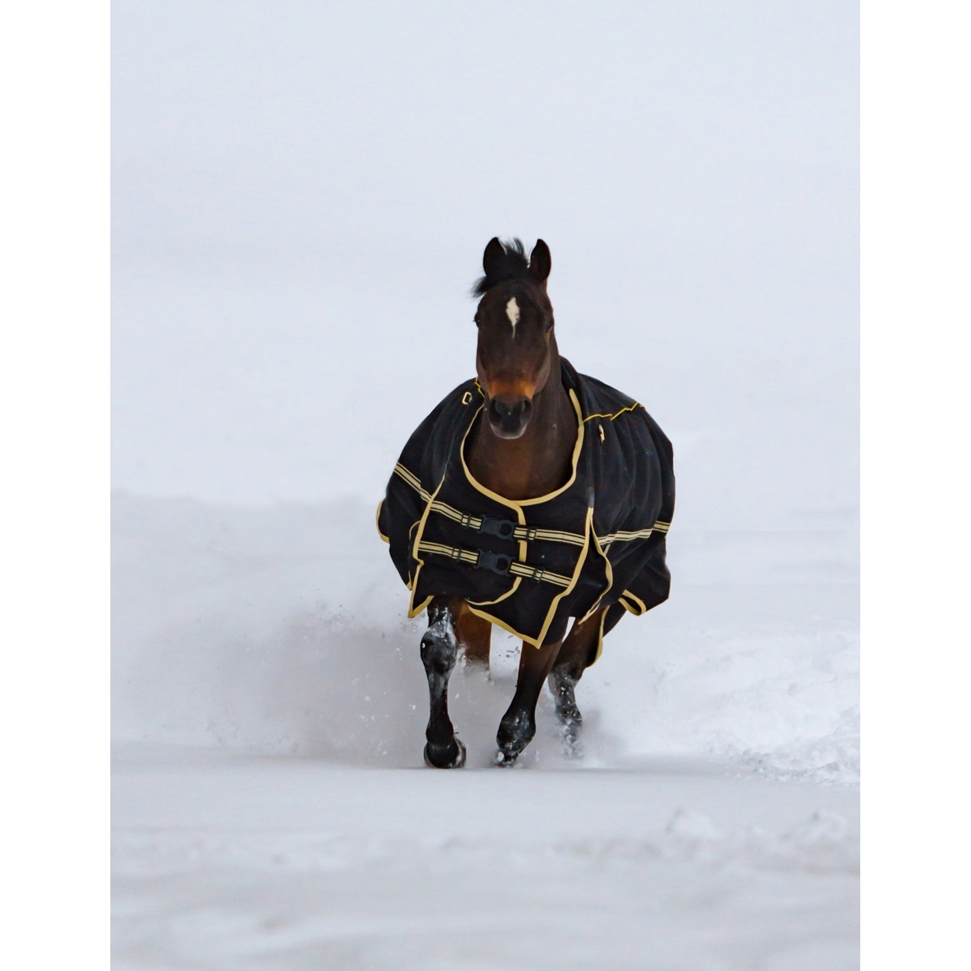 Noble Equestrian 4-in-1 Guardsman Turnout Blanket