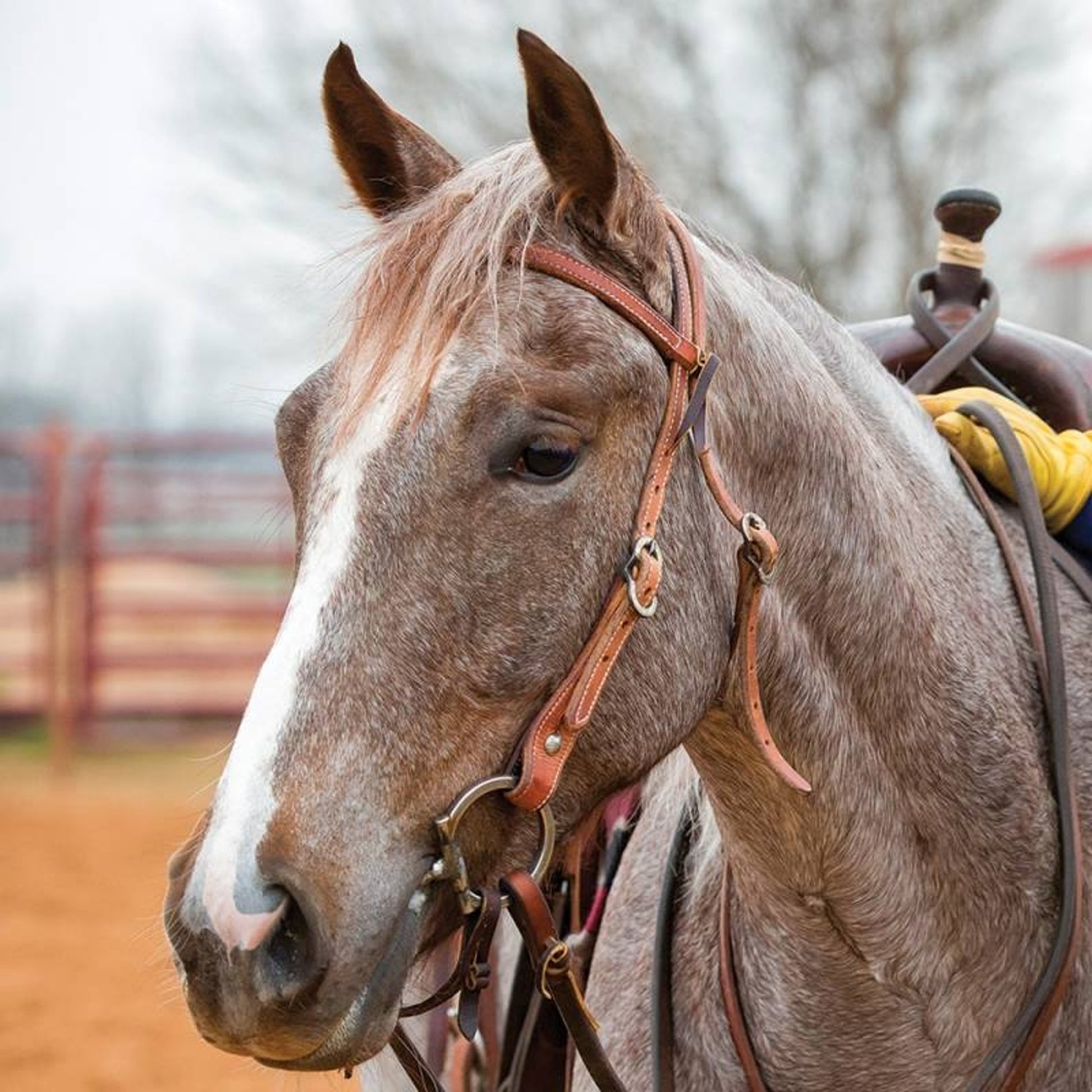 Professionals Choice CSE Browband Headstall