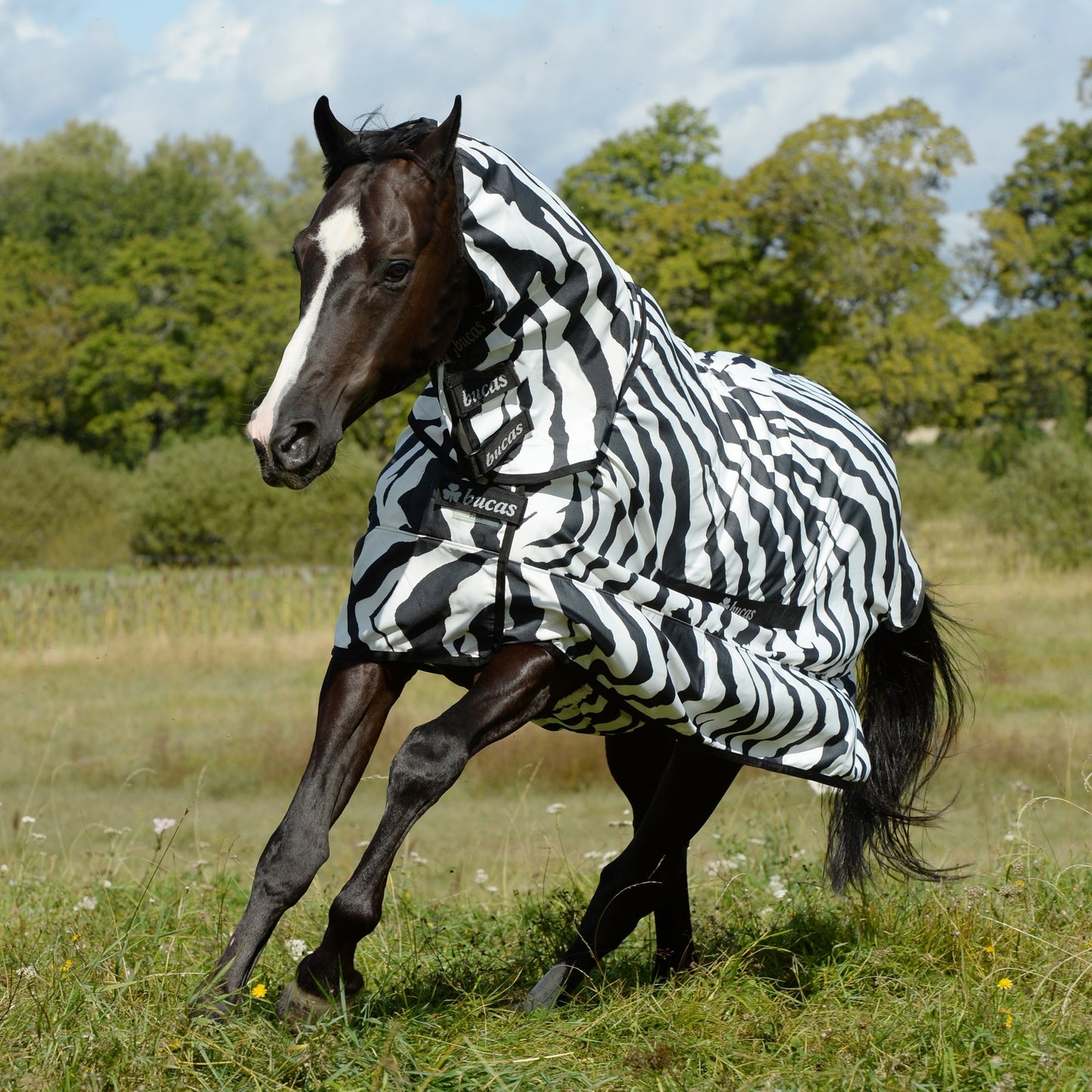 5-912063-zebra.jpg