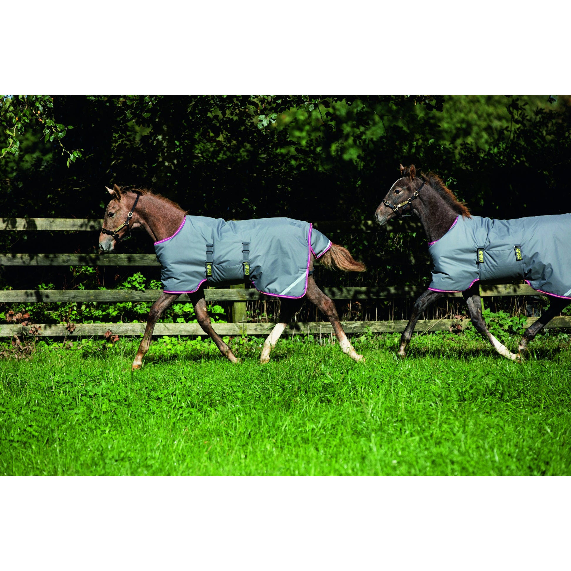 Amigo Foal Turnout Blanket