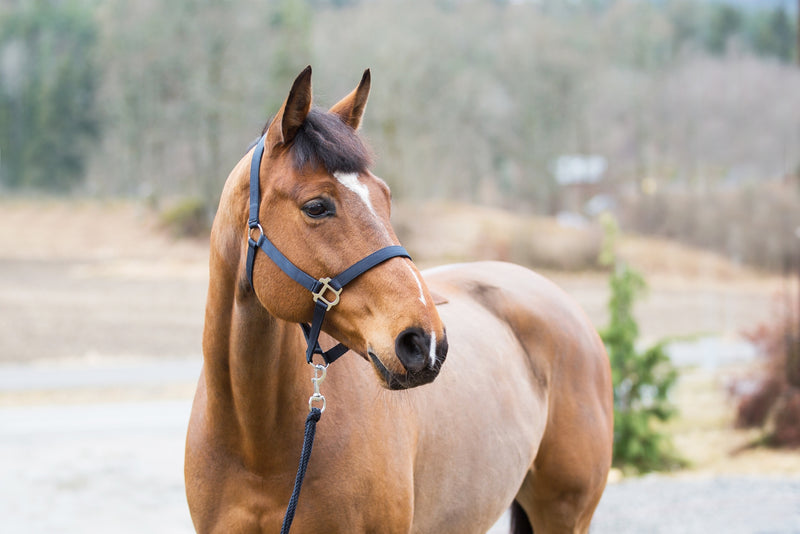 Horze Halter and Lead Set