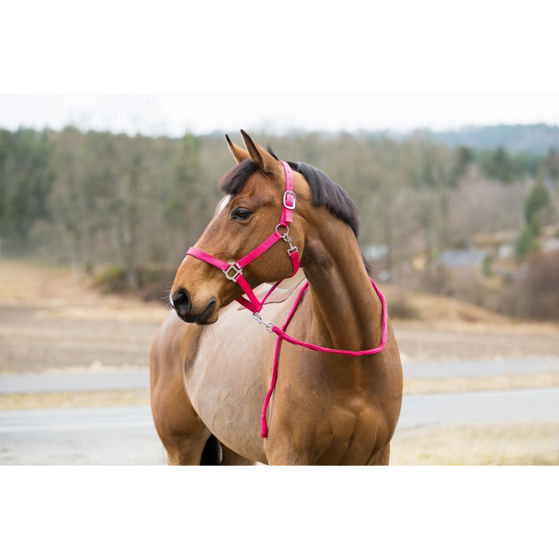 Horze Halter and Lead Set