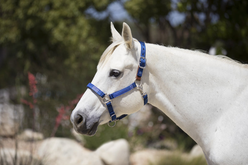 Kensington Reflective Breakaway Nylon Halter