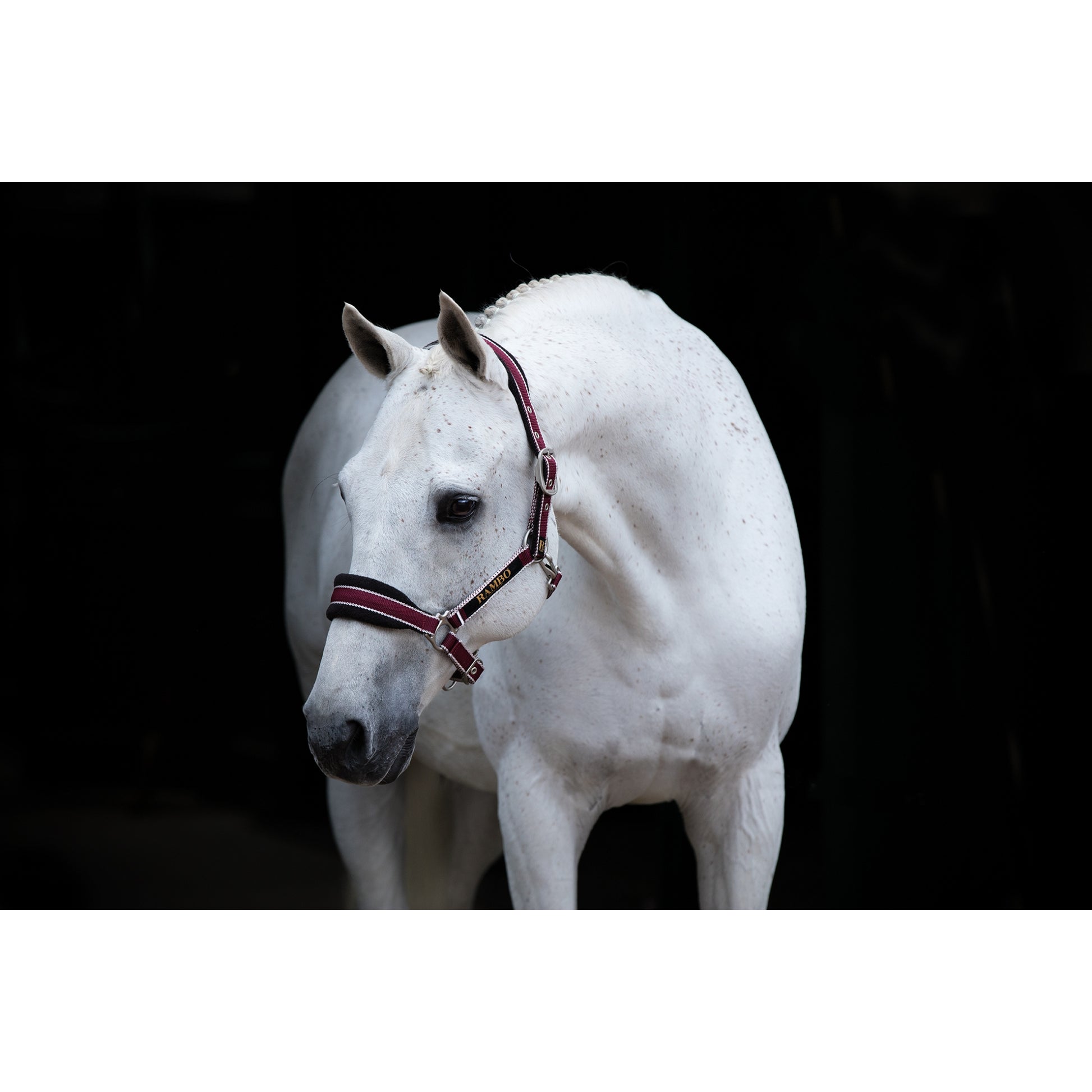 Rambo Padded Halter