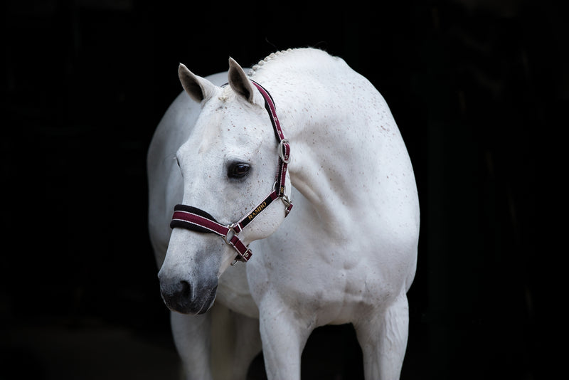 Rambo Padded Halter
