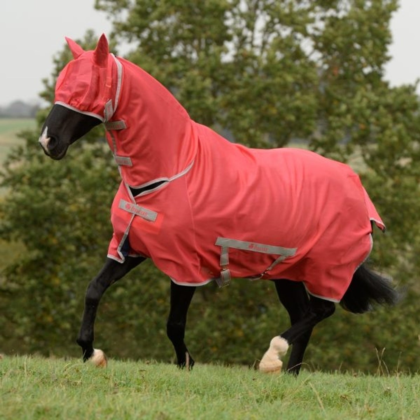 5-962585-paradisepink.jpg