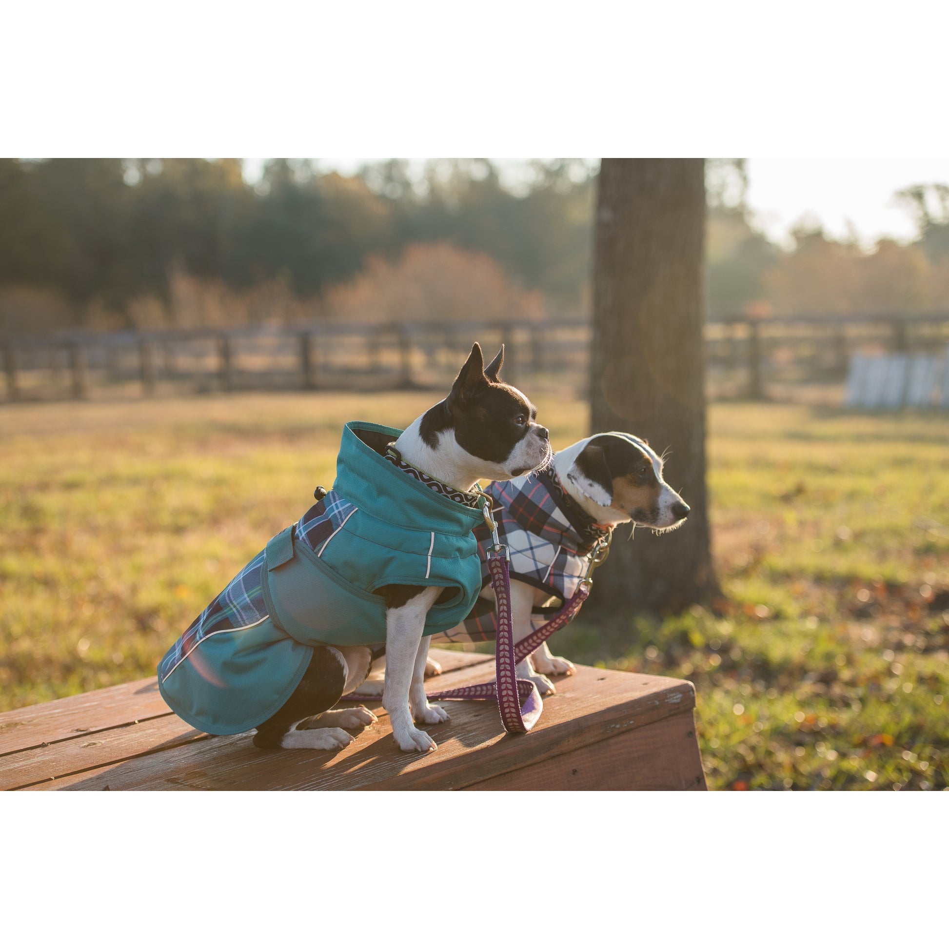 FITS Dog Coat - Navy/Red Plaid
