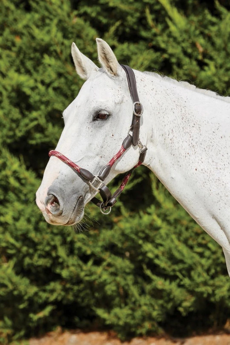 Kincade Leather Rope Headcollar