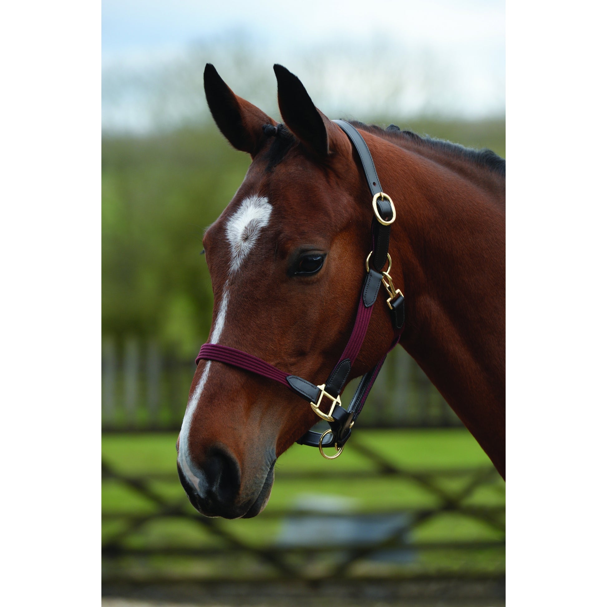 Kincade Leather Web Headcollar