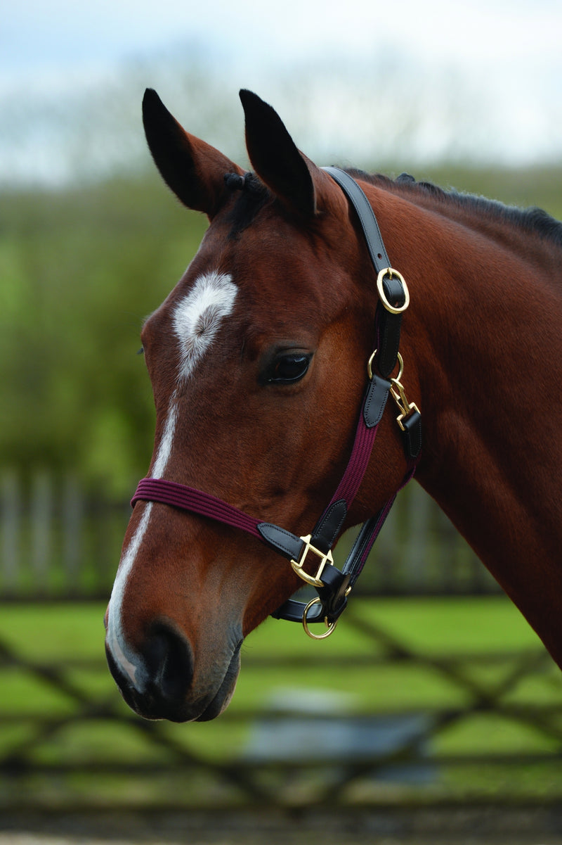 Kincade Leather Web Headcollar
