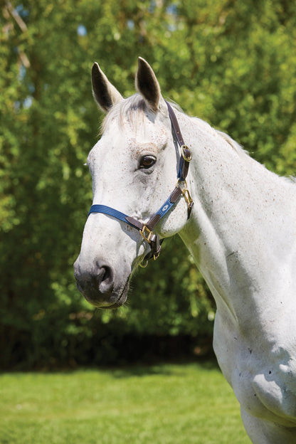 Kincade Leather Web Headcollar