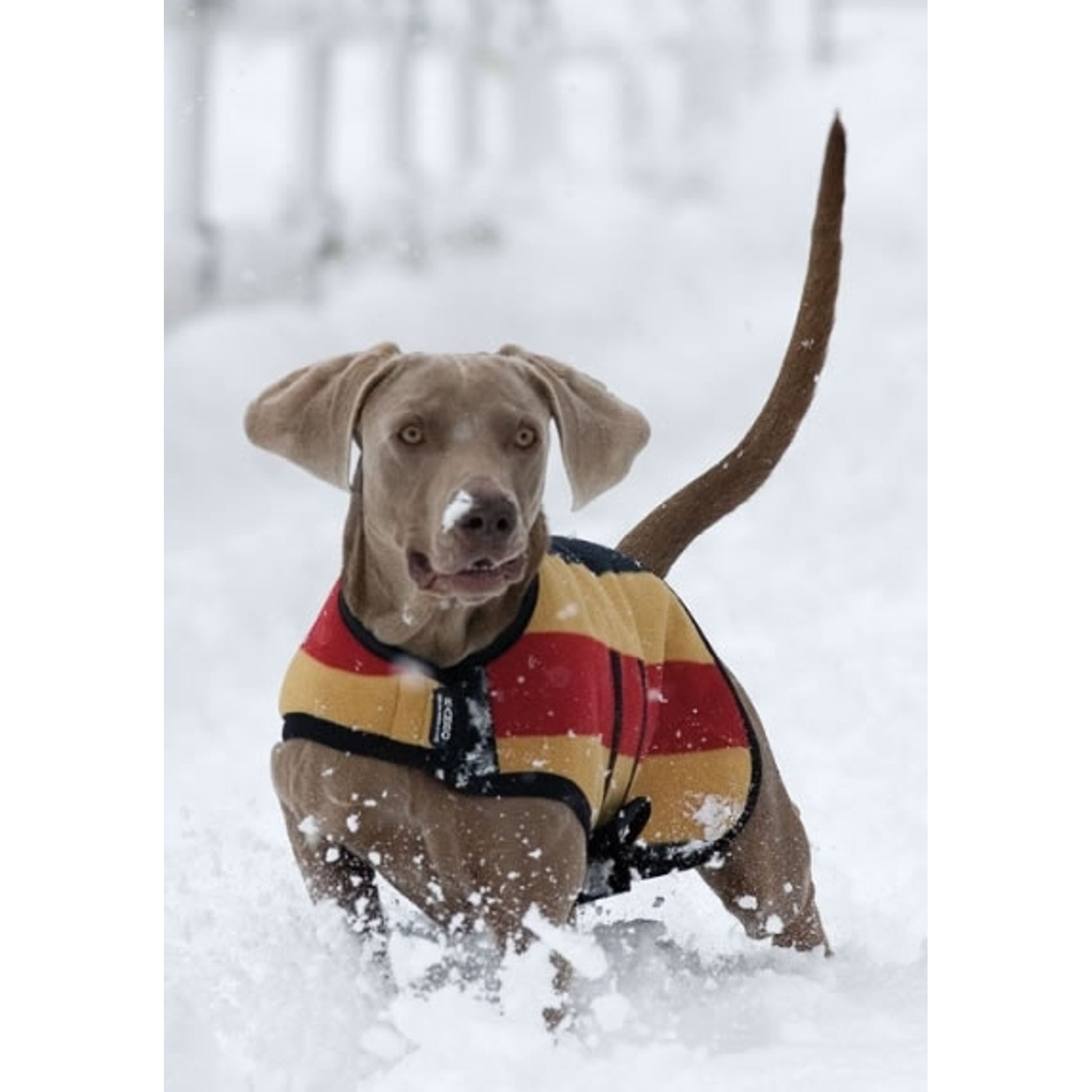 Rambo Newmarket Dog Blankets