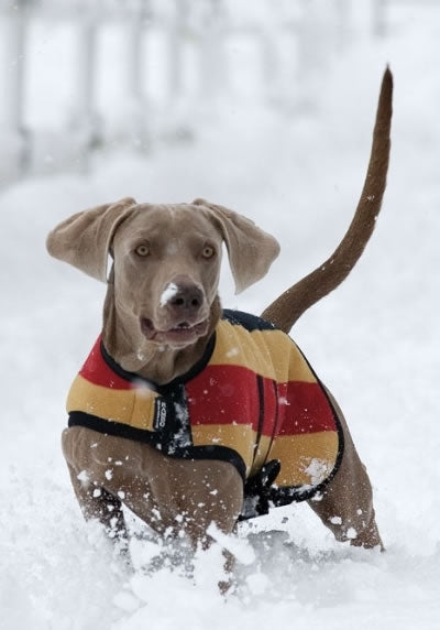 Rambo Newmarket Dog Blankets