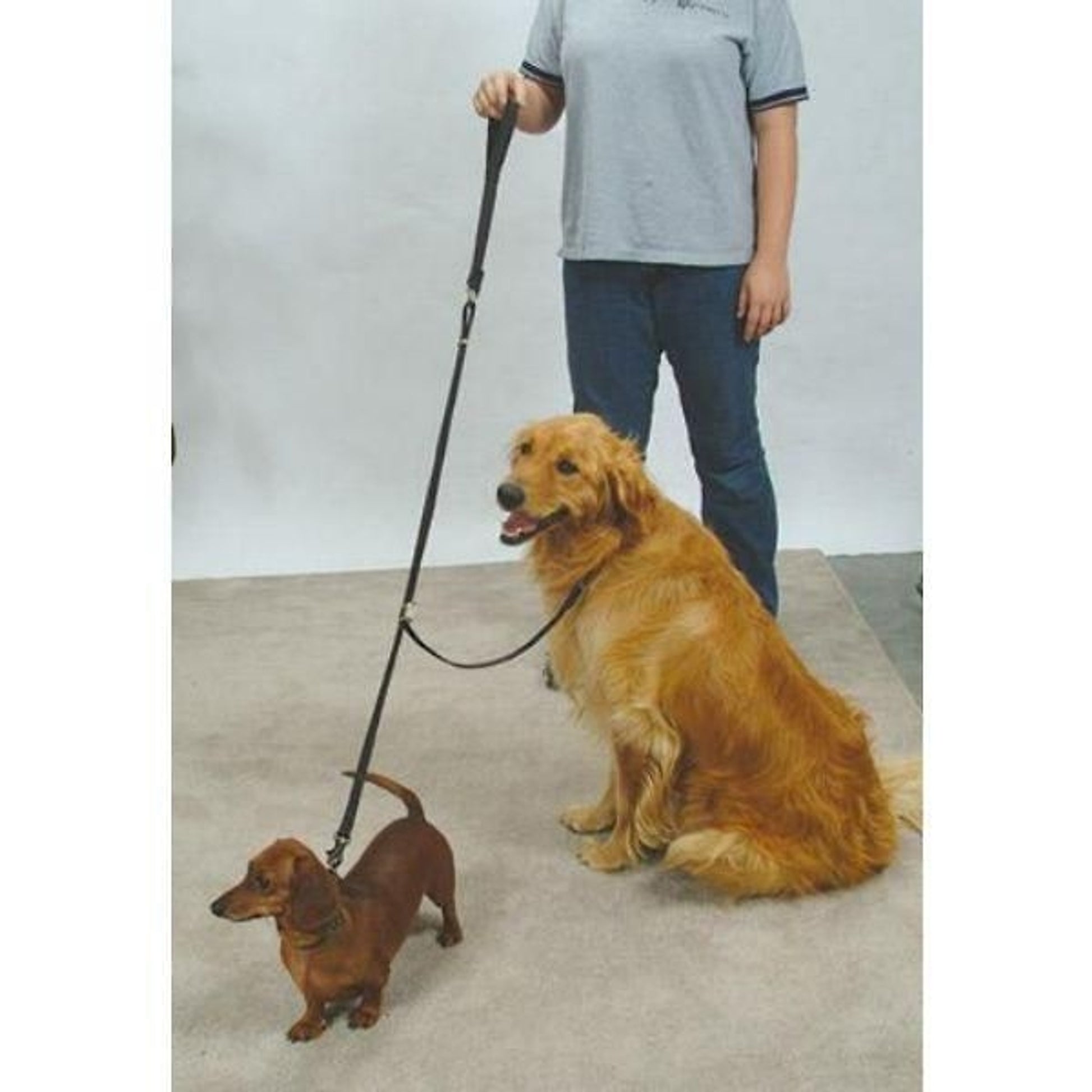 Double-Dog Coupler For Walking Dogs