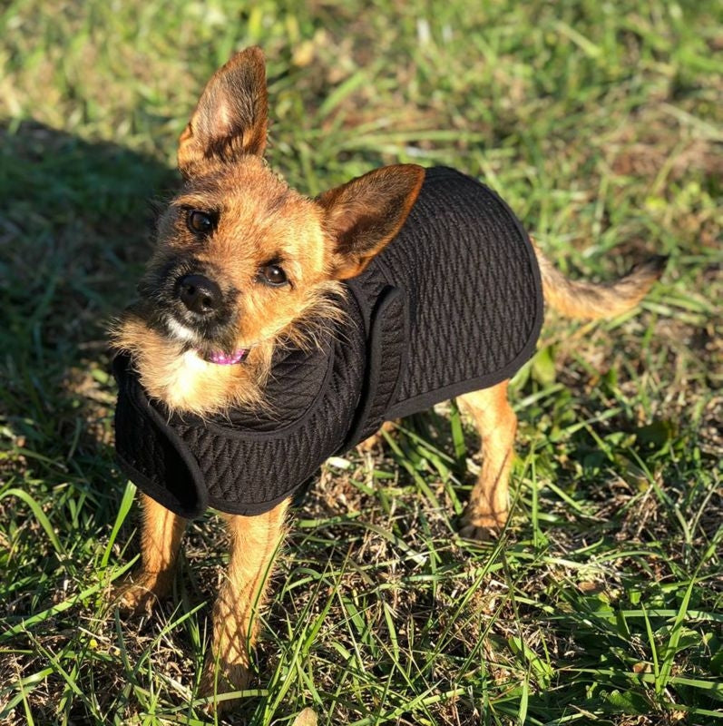 Thermo Manager Dog Blanket