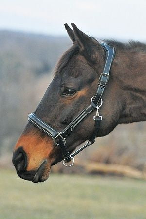 Henri de Rivel Stress Free Halter with Fancy Contrast Stitching