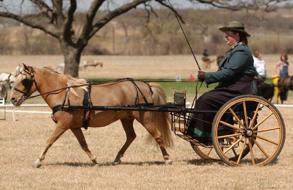 CDE Mini/Pony Formal Driving Harness Pony Chrome