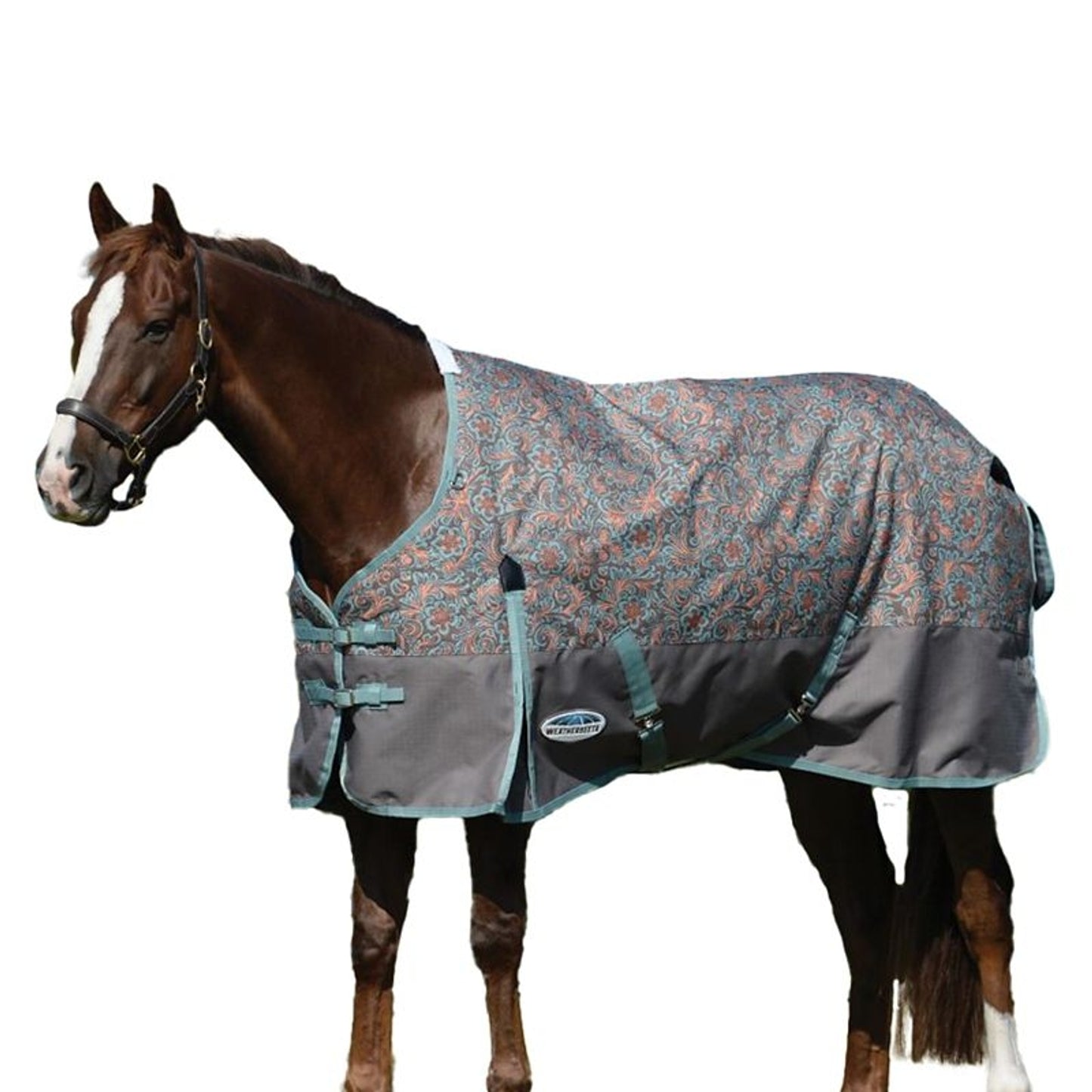 TE023786_889841.jpg