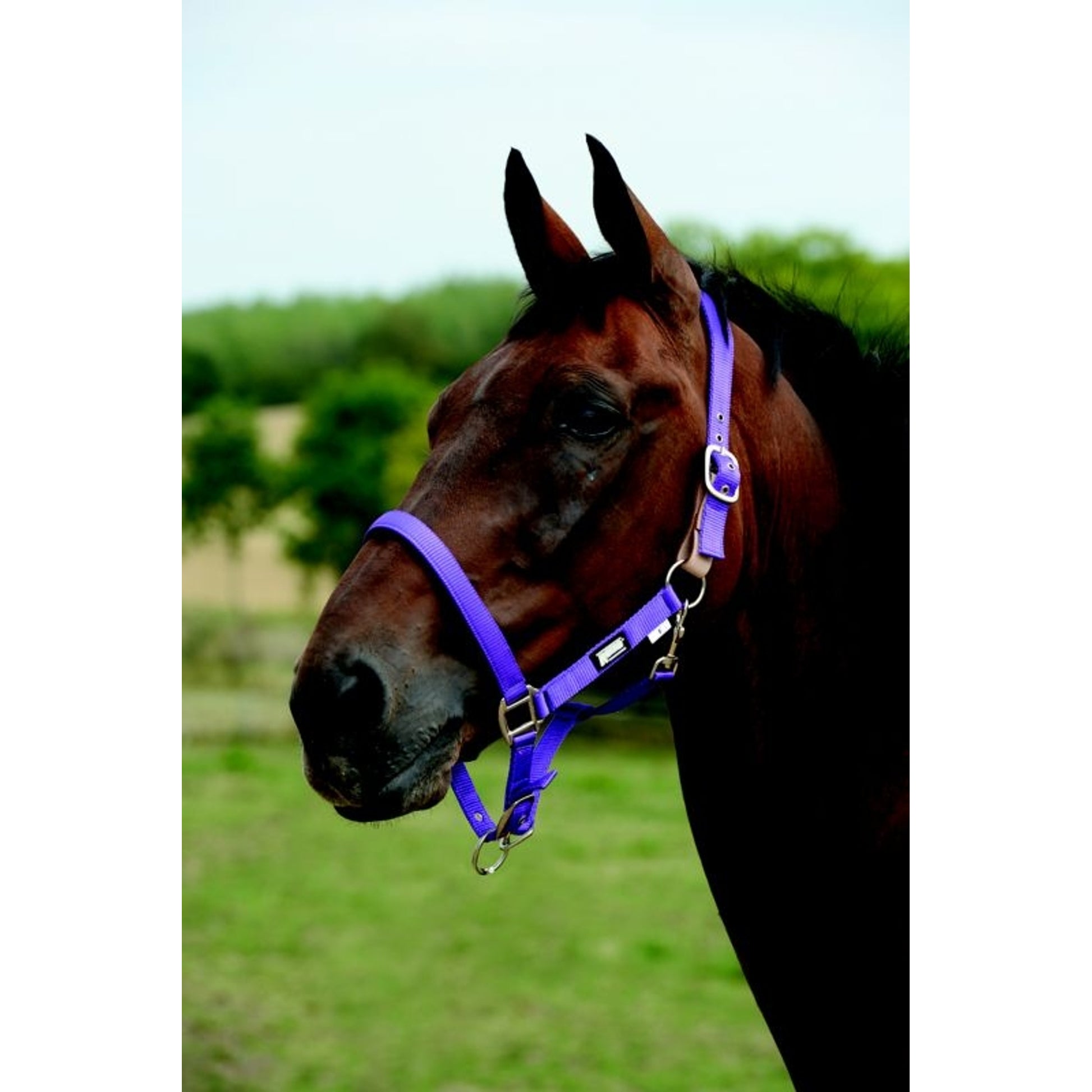 Roma Breakaway Headcollar Halter II