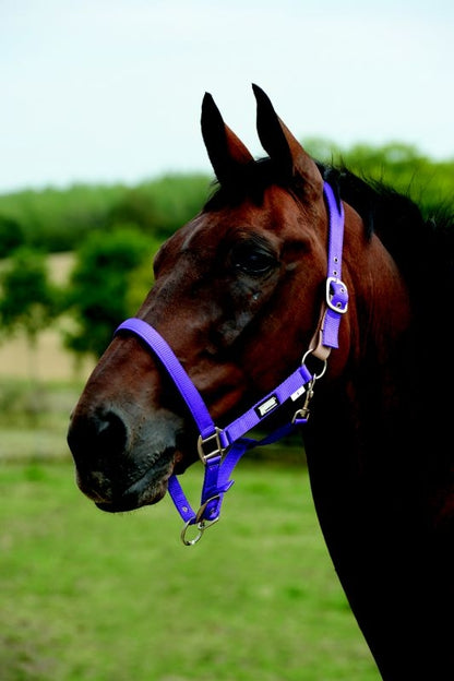 Roma Breakaway Headcollar Halter II