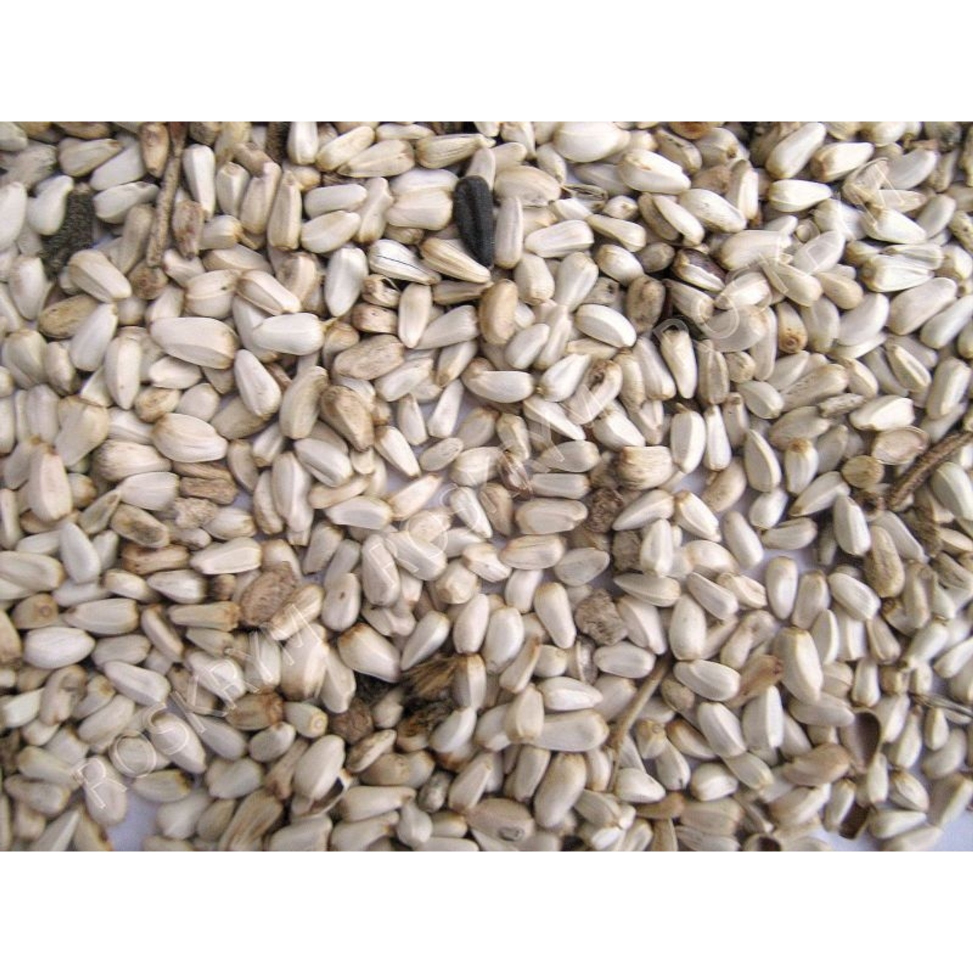 Safflower Seed