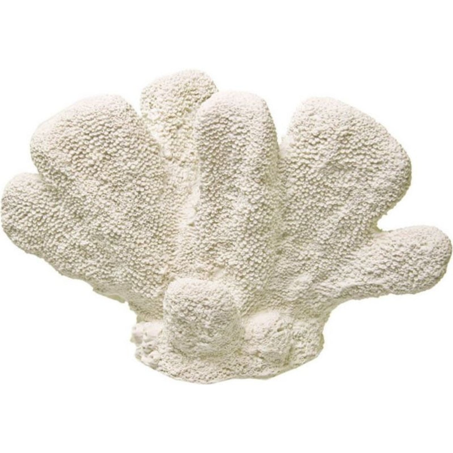Exotic Environments Cat'S Paw Coral