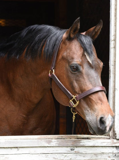 Perri's 1" Premium Leather Halter - Made in USA